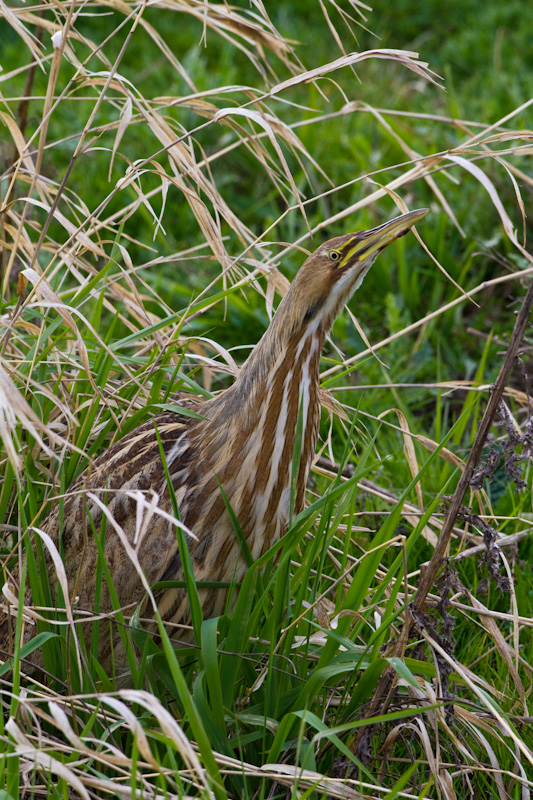 American Bittern